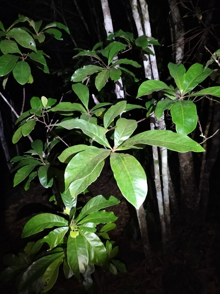 Xanthostemon whitei