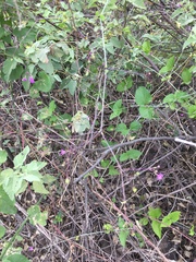 Commicarpus tuberosus