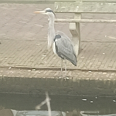 Ardea cinerea