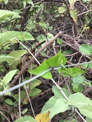 Commicarpus tuberosus