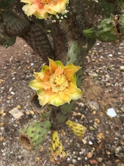 Opuntia galapageia
