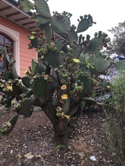 Opuntia galapageia