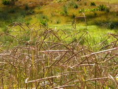 Andropogon distachyos