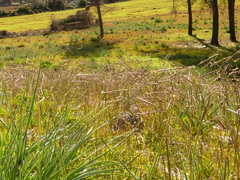 Andropogon distachyos