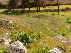 Andropogon distachyos