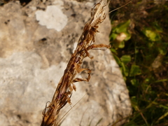 Andropogon distachyos