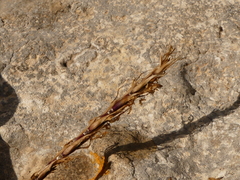 Andropogon distachyos