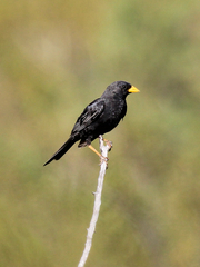 Rhopospina carbonaria