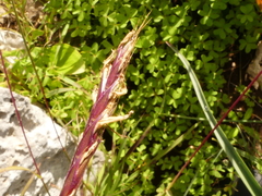 Andropogon distachyos
