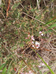 Aspalathus submissa