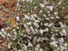 Aspalathus submissa
