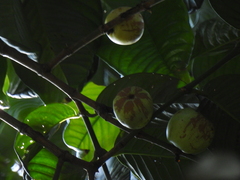 Garcinia griffithii