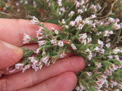 Aspalathus submissa