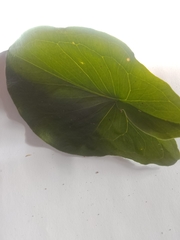 Arisarum vulgare