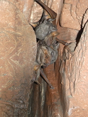 Taphozous nudiventris