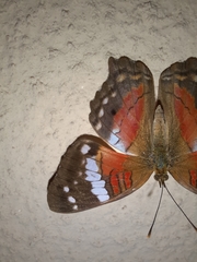 Anartia amathea