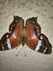 Anartia amathea
