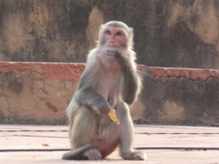 Macaca mulatta