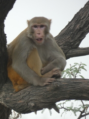 Macaca mulatta
