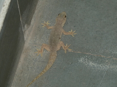 Hemidactylus flaviviridis