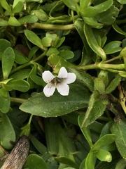 Bacopa monnieri image