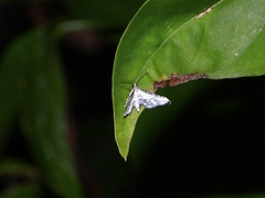 Epaena
