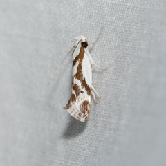 Lichenaula laniata