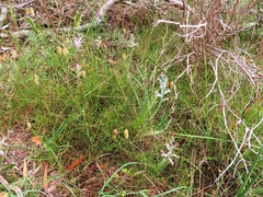Lachenalia salteri