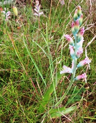 Lachenalia salteri