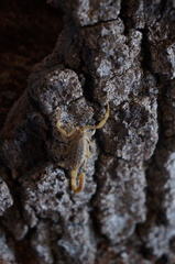 Centruroides pallidiceps