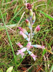 Lachenalia salteri