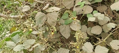 Rhynchosia rothii