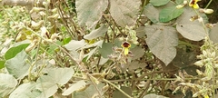 Rhynchosia rothii