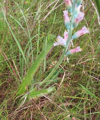Lachenalia salteri