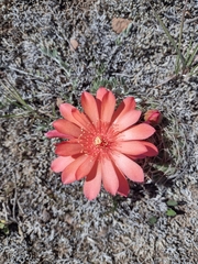 Matucana aureiflora × intertexta