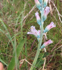 Lachenalia salteri