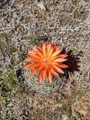 Matucana aureiflora × intertexta