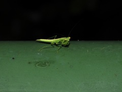 Tropidomantis tenera