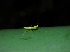 Tropidomantis tenera