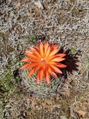 Matucana aureiflora × intertexta