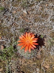Matucana aureiflora × intertexta