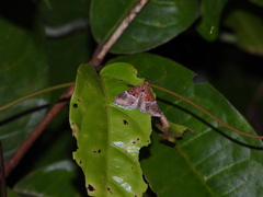 Euphiuche picta