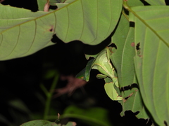 Pulchriphyllium bioculatum