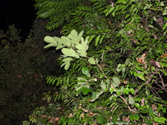 Pulchriphyllium bioculatum