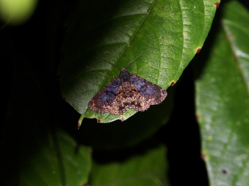 Diomea hirdi