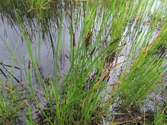 Eleocharis limosa