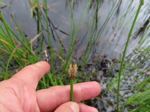 Image of Eleocharis limosa by (c) linkie, some rights reserved (CC BY)