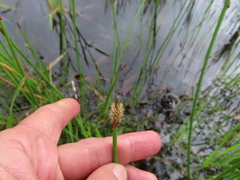Eleocharis limosa