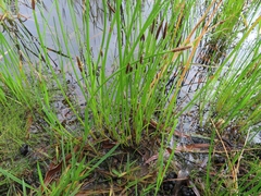 Eleocharis limosa