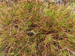 Isolepis ludwigii